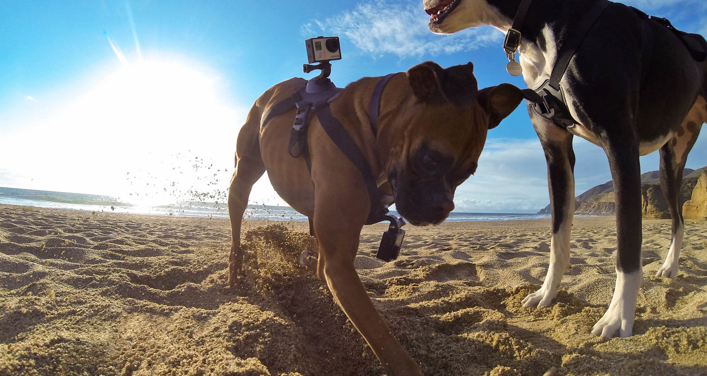 ULTIMAXX Dog Fetch with 2 J-Hooks for Go-Pro / GoPro / Action Camera